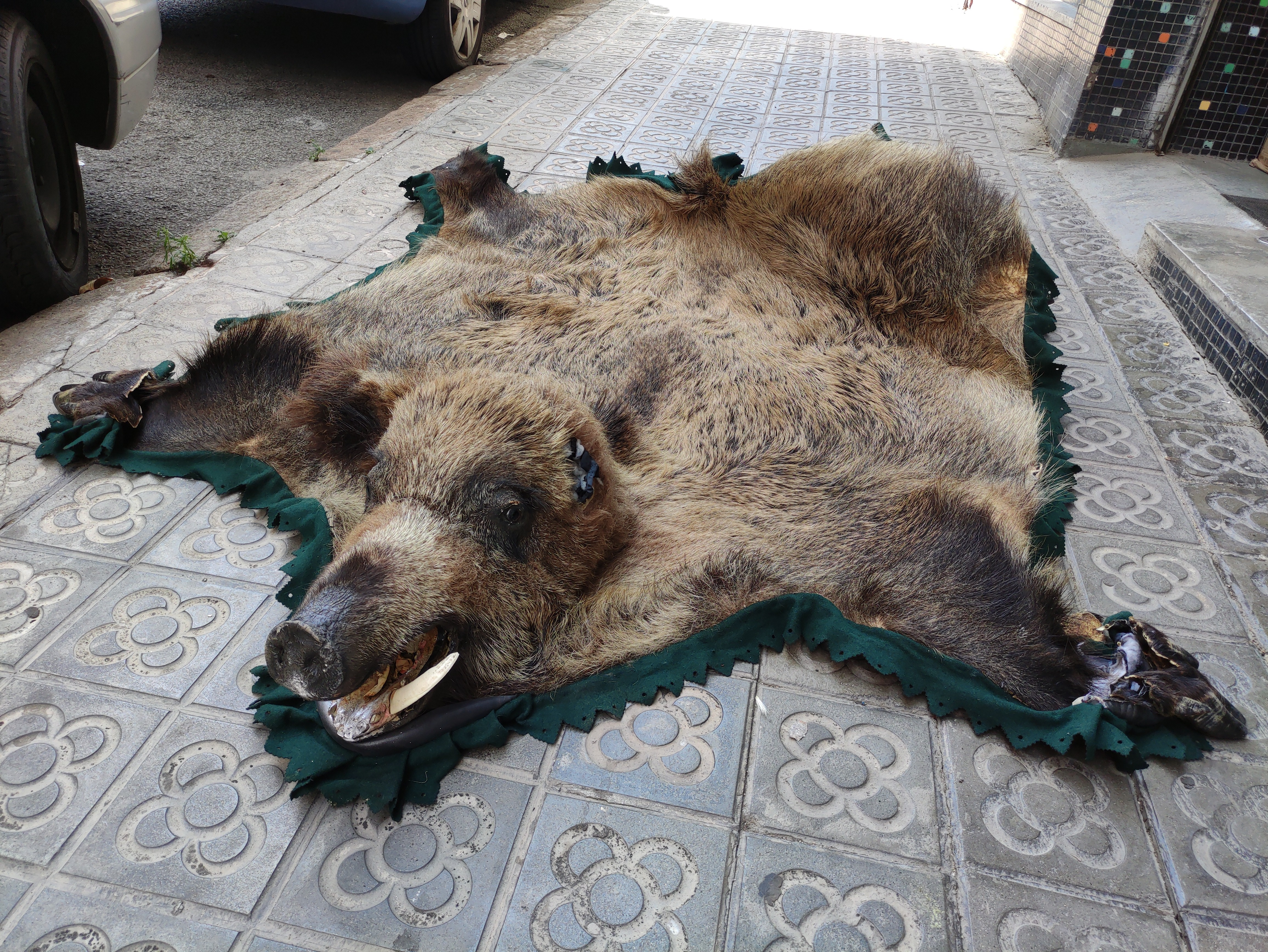 piel alfombra jabali rota 193x175 1u